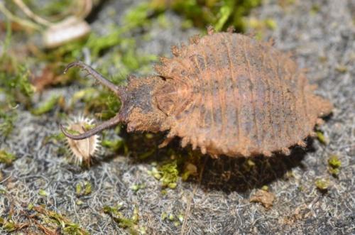 Libelloides sp.