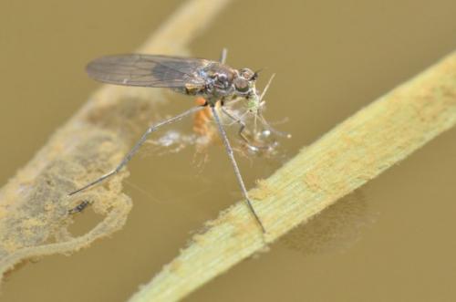 Hydrophorus sp.