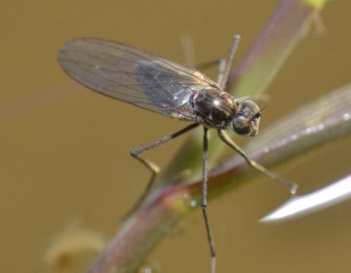 Hydrophorus sp.