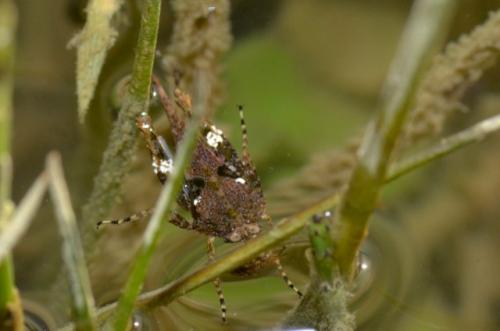 Paratettix meridionalis