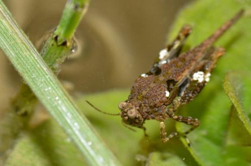 Réf. 276 799 : Paratettix meridionalis