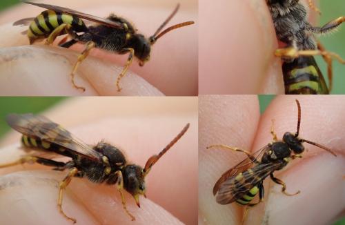 Nomada sp.