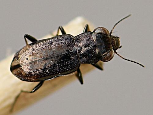 Réf. 276 357 : Notiophilus quadripunctatus