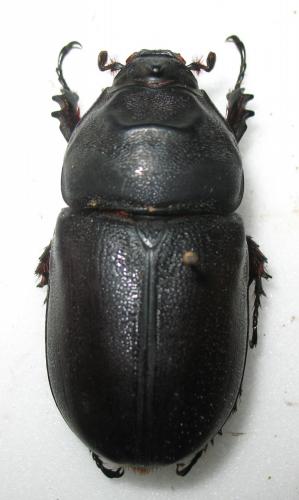 Oryctes sp.