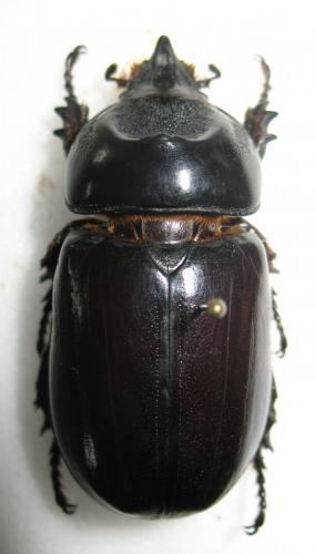 Oryctes sp.