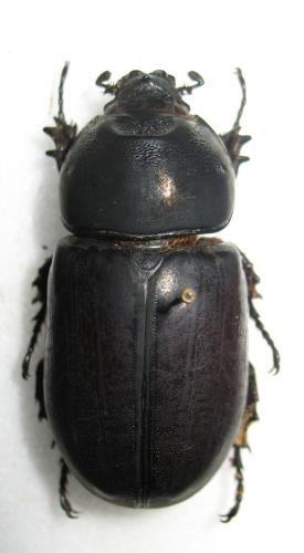Réf. 276 426 : Oryctes sp.