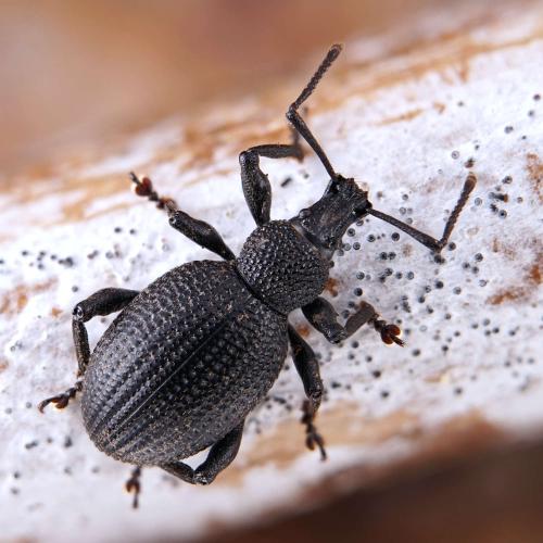 Réf. 276 671 : Otiorhynchus lugens