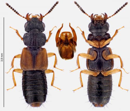 Oxytelus piceus