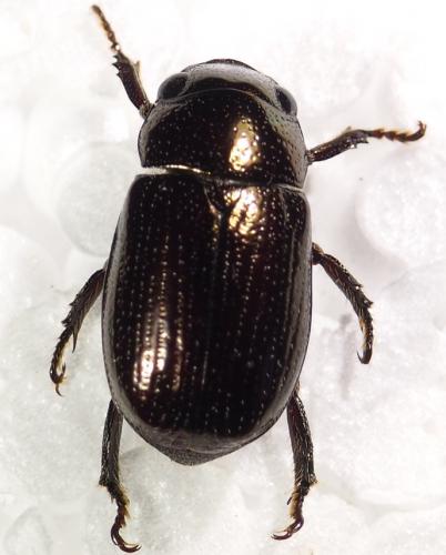 Leucothyreus sp.
