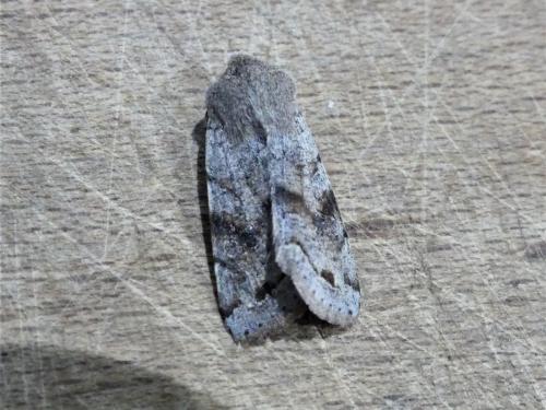 Réf. 276 087 : Orthosia incerta