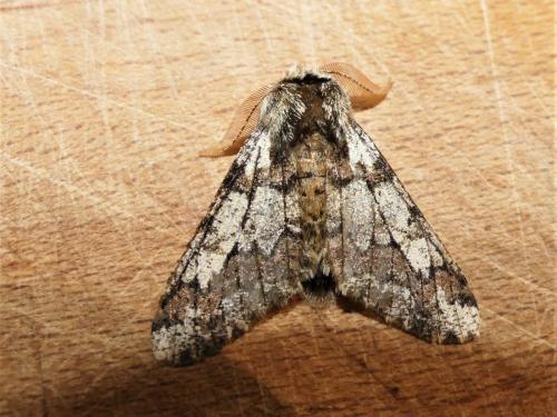 Réf. 276 086 : Biston strataria