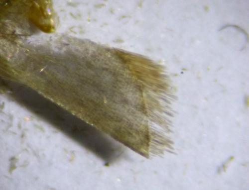 Agonopterix heracliana
