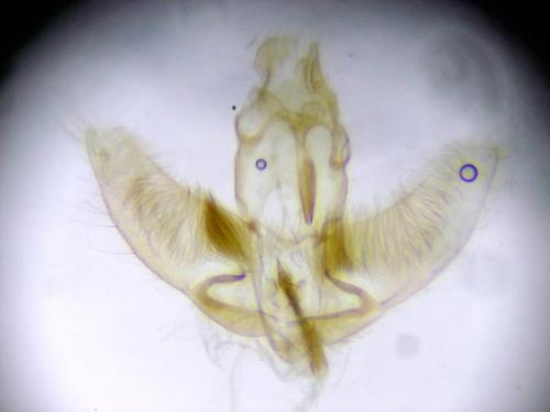 Agonopterix heracliana