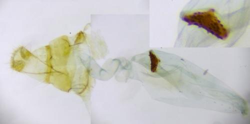 Réf. 276 786 : Depressaria albipunctella
