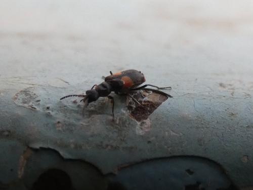 Réf. 276 368 : Anthocomus fasciatus