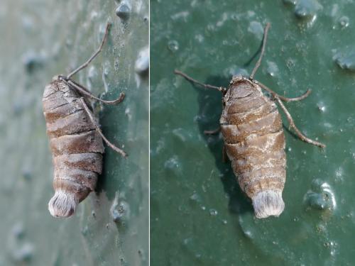 Réf. 276 299 : Alsophila aescularia