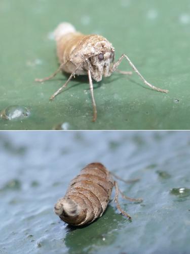 Réf. 276 300 : Alsophila aescularia