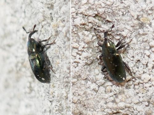 Réf. 276 223 : Aulacobaris sp.