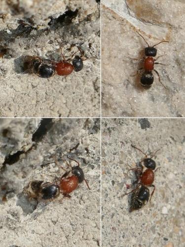 Réf. 276 619 : Myrmilla triareolata