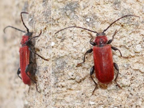 Pyrrhidium sanguineum