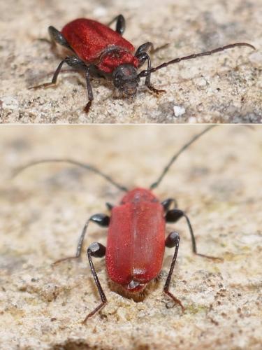 Pyrrhidium sanguineum