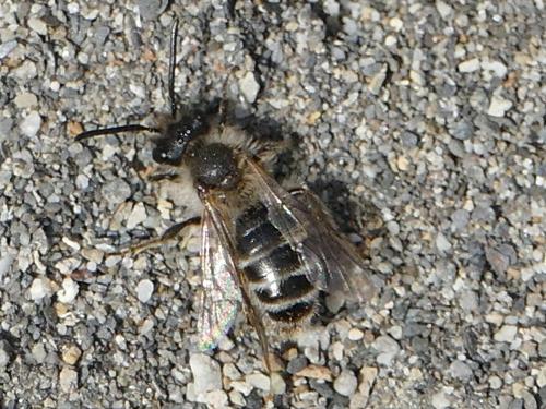 Andrena sp.