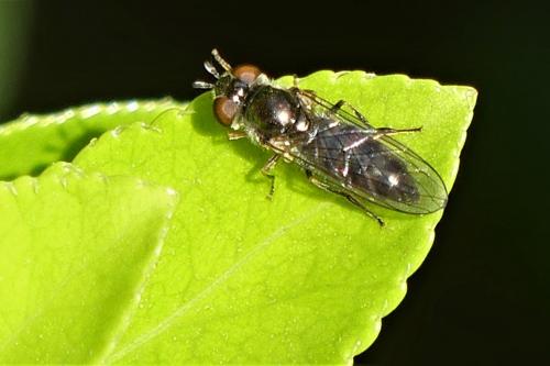 Réf. 276 946 : Platycheirus albimanus