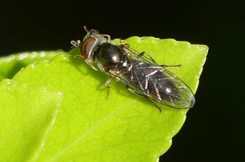 Platycheirus albimanus