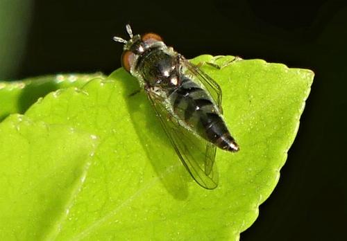 Réf. 276 948 : Platycheirus albimanus
