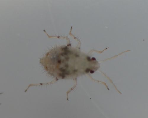 Deraeocoris lutescens