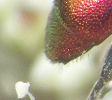 Hedychrum sp.