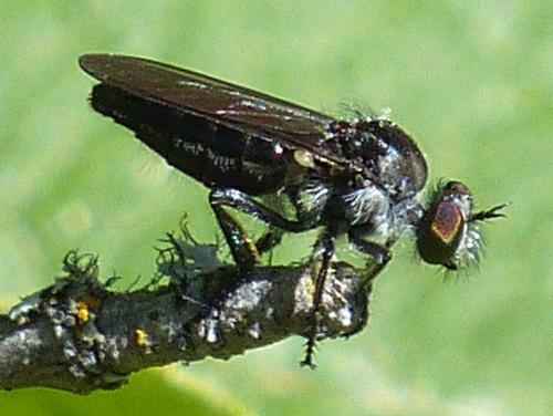 Holopogon sp.