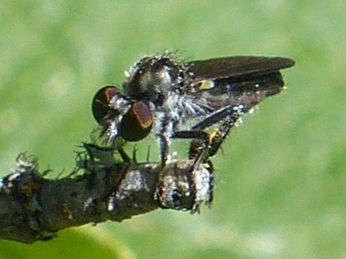 Holopogon sp.