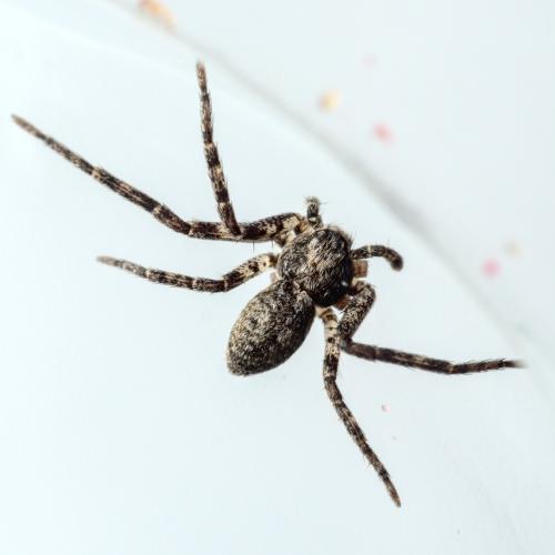 Réf. 276 700 : Philodromus sp.