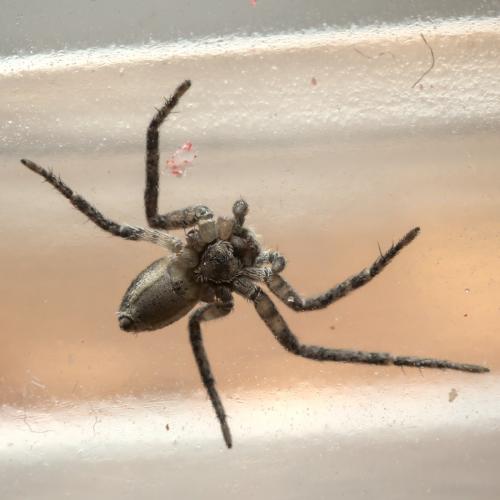 Réf. 276 701 : Philodromus sp.