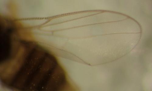 Conioscinella frontella
