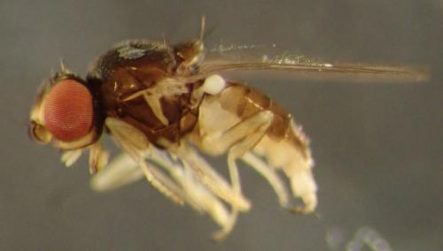 Conioscinella frontella