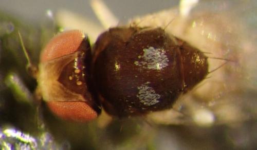 Conioscinella frontella