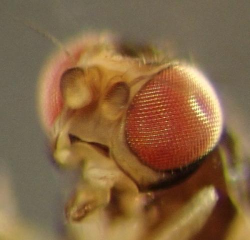 Conioscinella frontella
