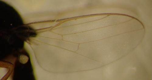 Hapleginella laevifrons