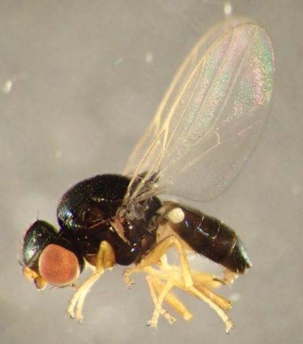 Hapleginella laevifrons
