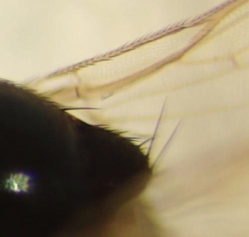 Hapleginella laevifrons