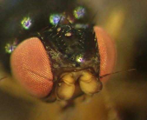 Hapleginella laevifrons