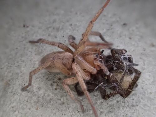 Réf. 276 917 : Drassodes sp.