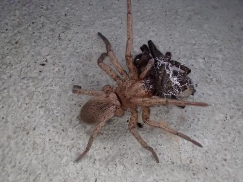Drassodes sp.