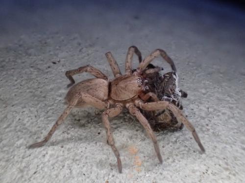 Réf. 276 901 : Drassodes sp.