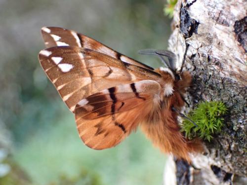 Réf. 276 057 : Endromis versicolora