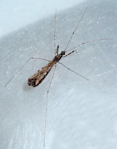 Empicoris rubromaculatus
