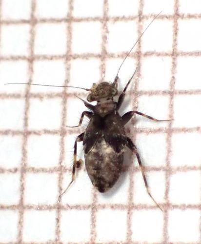 Pteroxanium kelloggi