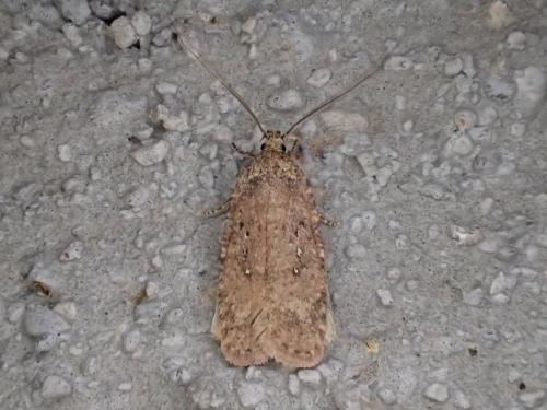 Agonopterix heracliana